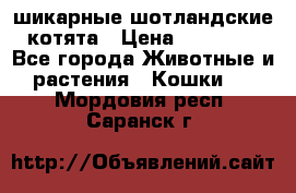 шикарные шотландские котята › Цена ­ 15 000 - Все города Животные и растения » Кошки   . Мордовия респ.,Саранск г.